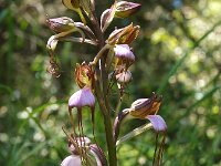Himantoglossum comperianum 3, Saxifraga-Hans Dekker