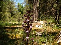 Himantoglossum comperianum 4, Saxifraga-Hans Dekker