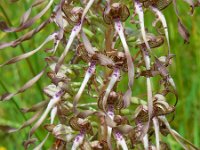 Himantoglossum hircinum 18, Bokkenorchis, Saxifraga-Ed Stikvoort