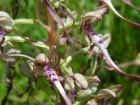 Himantoglossum hircinum 21, Bokkenorchis, Saxifraga-Ed Stikvoort
