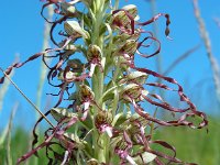 Himantoglossum hircinum 26, Bokkenorchis, Saxifraga-Ed Stikvoort