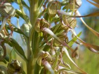 Himantoglossum hircinum 29, Bokkenorchis, Saxifraga-Ed Stikvoort