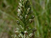Himantoglossum hircinum 3, Bokkenorchis, Saxifraga-Jan van der Straaten