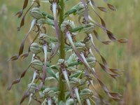Himantoglossum hircinum 30, Bokkenorchis, Saxifraga-Ed Stikvoort