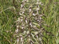 Himantoglossum hircinum 39, Bokkenorchis, Saxifraga-Willem van Kruijsbergen