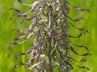 Himantoglossum hircinum 51, Bokkenorchis, Saxifraga-Jan Nijendijk