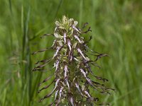 Himantoglossum hircinum 52, Bokkenorchis, Saxifraga-Jan Nijendijk