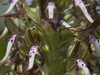 Himantoglossum hircinum 54, Bokkenorchis, Saxifraga-Jan Nijendijk