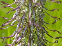 Himantoglossum hircinum 55, Bokkenorchis, Saxifraga-Jan Nijendijk