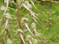 Himantoglossum hircinum 58, Bokkenorchis, Saxifraga-Rutger Barendse