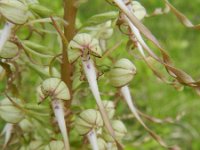 Himantoglossum hircinum 59, Bokkenorchis, Saxifraga-Rutger Barendse