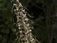 Himantoglossum hircinum 69, Bokkenorchis, Saxifraga-Jan Nijendijk