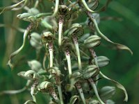 Himantoglossum hircinum 7, Bokkenorchis, Saxifraga-Jan van der Straaten