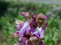 Himantoglossum robertianum 12, Saxifraga-Jeroen Willemsen