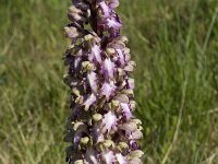Himantoglossum robertianum 20, Saxifraga-Willem van Kruijsbergen