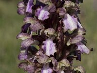 Himantoglossum robertianum 30, Saxifraga-Willem van Kruijsbergen