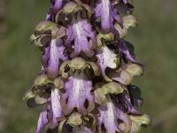 Himantoglossum robertianum 32, Saxifraga-Willem van Kruijsbergen