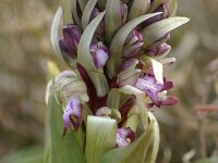 Himantoglossum robertianum 37, Saxifraga-Dirk Hilbers