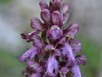 Himantoglossum robertianum 39, Saxifraga-Harry Jans