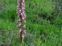 Himantoglossum robertianum 16, Saxifraga-Ed Stikvoort : s10 cyprus