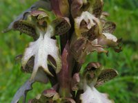 Himantoglossum robertianum 20, Saxifraga-Ed Stikvoort