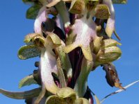 Himantoglossum robertianum 22, Saxifraga-Ed Stikvoort