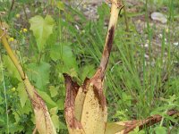 Himantoglossum robertianum 8, Saxifraga-Rutger Barendse