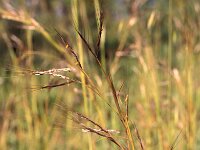 Hiparrhenia hirta