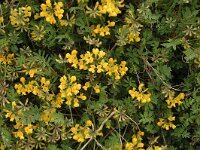 Hippocrepis comosa, Horseshoe Vetch