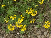 Hippocrepis comosa 11, Paardenhoefklaver, Saxifraga-Jan van der Straaten