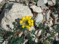 Hippocrepis comosa 12, Paardenhoefklaver, Saxifraga-Jan van der Straaten