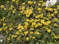 Hippocrepis comosa 19, Paardenhoefklaver, Saxifraga-Willem van Kruijsbergen