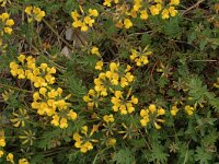 Hippocrepis comosa 2, Paardenhoefklaver, Saxifraga-Jan van der Straaten