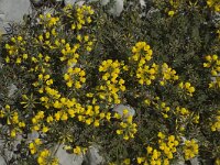 Hippocrepis comosa 4, Paardenhoefklaver, Saxifraga-Jan van der Straaten