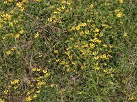 Hippocrepis comosa 7, Paardenhoefklaver, Saxifraga-Jan van der Straaten