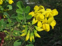 Hippocrepis emerus 18, Struikpaardenhoefklaver,  Saxifraga-Rutger Barendse