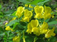 Hippocrepis emerus 19, Struikpaardenhoefklaver,  Saxifraga-Rutger Barendse