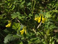 Hippocrepis emerus 20, Struikpaardenhoefklaver,  Saxifraga-Willem van Kruijsbergen