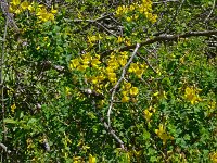 Hippocrepis emerus 22, Struikpaardenhoefklaver,  Saxifraga-Hans Grotenhuis