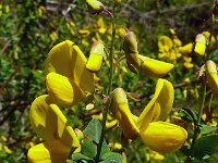 Hippocrepis emerus 24, Struikpaardenhoefklaver,  Saxifraga-Hans Grotenhuis
