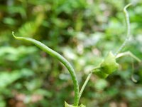 Hippocrepis emerus, Scorpion Senna