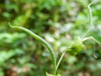 Hippocepis emerus 7, Struikpaardenhoefklaver, Saxifraga-Rutger Barendse