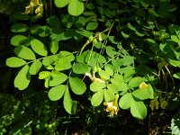Hippocepis emerus 8, Struikpaardenhoefklaver, Saxifraga-Rutger Barendse