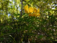 Hippocrepis emerus 10, Struikpaardenhoefklaver, Saxifraga-Ed Stikvoort