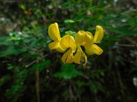 Hippocrepis emerus 13, Struikpaardenhoefklaver, Saxifraga-Ed Stikvoort
