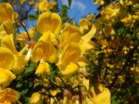 Hippocrepis emerus 15, Struikpaardenhoefklaver, Saxifraga-Ed Stikvoort