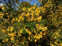 Hippocrepis emerus 16, Struikpaardenhoefklaver, Saxifraga-Ed Stikvoort