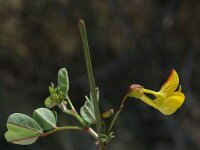 Hippocrepis emerus ssp emerus 1, Saxifraga-Jan van der Straaten