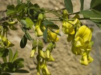 Hippocrepis emerus ssp emerus 2, Saxifraga-Marijke Verhagen