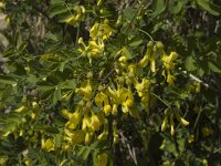 Hippocrepis emerus ssp emerus 3, Saxifraga-Marijke Verhagen